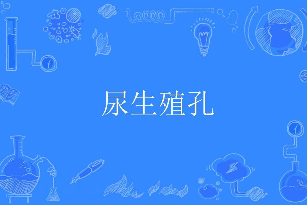 尿生殖孔 尿生殖孔