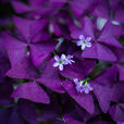 紫色酢漿草
