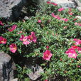 霞光(薔薇屬雜交品種) 霞光(薔薇屬雜交品種)