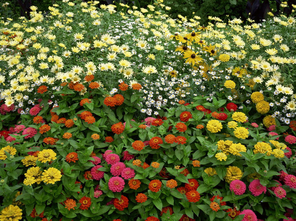 百花齊放(家常菜譜)