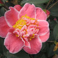 閃爍(茶花品種) 閃爍(茶花品種)