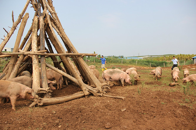 蓋土豬生活環境