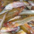 波騰眶燈魚 波騰眶燈魚