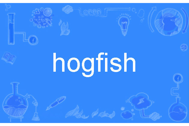 hogfish hogfish