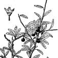 新疆鼠李 新疆鼠李