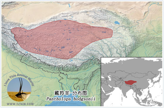 藏羚羊分布圖