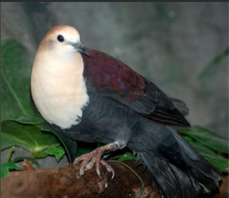 白額鶉鳩 白額鶉鳩