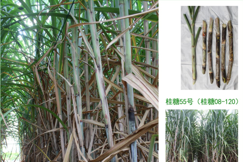 桂糖55號 桂糖55號