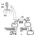 吞噬體 吞噬體