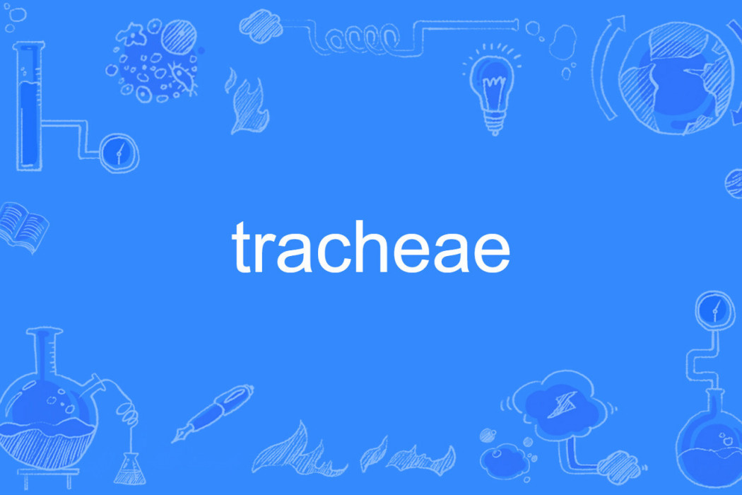 tracheae tracheae