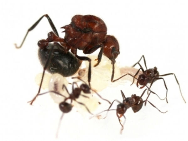 脊紅蟻屬