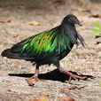 瘤鼻果鳩 瘤鼻果鳩