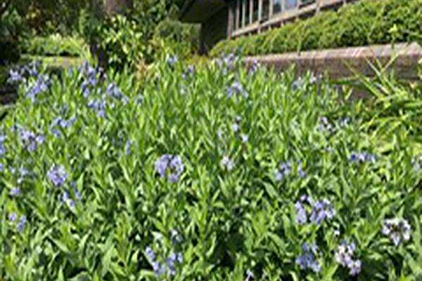 Amsonia \x27Blue Ice\x27