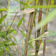 近實心茶竿竹 近實心茶竿竹