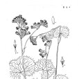 大齒橐吾 大齒橐吾