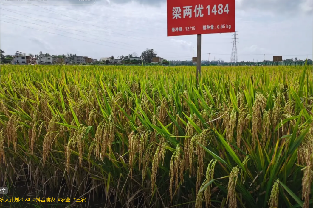 梁兩優1484 梁兩優1484