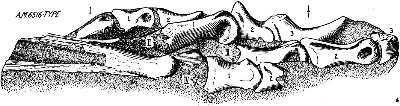 腳掌化石的素描圖