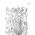 小花沙參 小花沙參