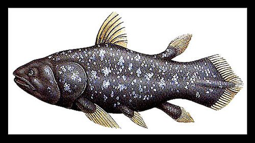 雲南發現的最具解剖意義的空棘魚