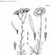 舌葉紫菀 舌葉紫菀