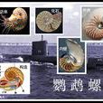 鸚鵡螺 鸚鵡螺