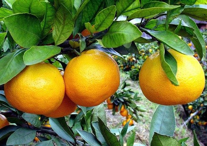 華寧柑桔 華寧柑桔