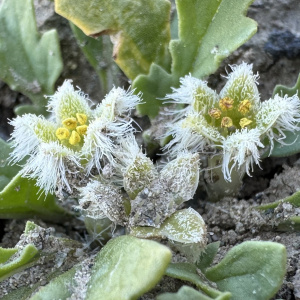 Jaborosa chubutensis