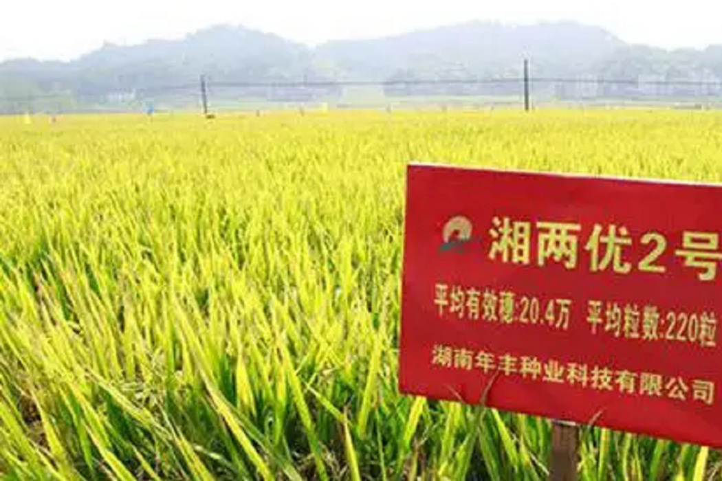 湘兩優2號 湘兩優2號