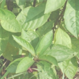 鬼燈籠根 鬼燈籠根