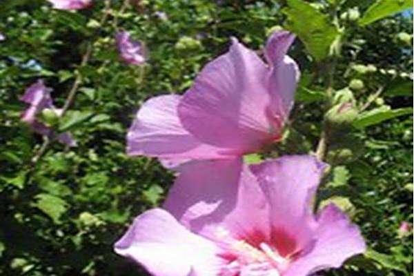 Hibiscus syriacus \x27Mineru\x27 FIRST EDITIONS TAHITI