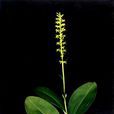 蜻蜒蘭(蜻蜒蘭) 蜻蜒蘭(蜻蜒蘭)