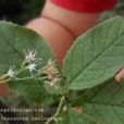 棉頭風毛菊 棉頭風毛菊