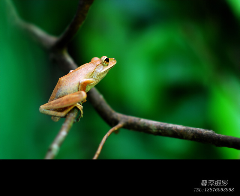 海南溪樹蛙