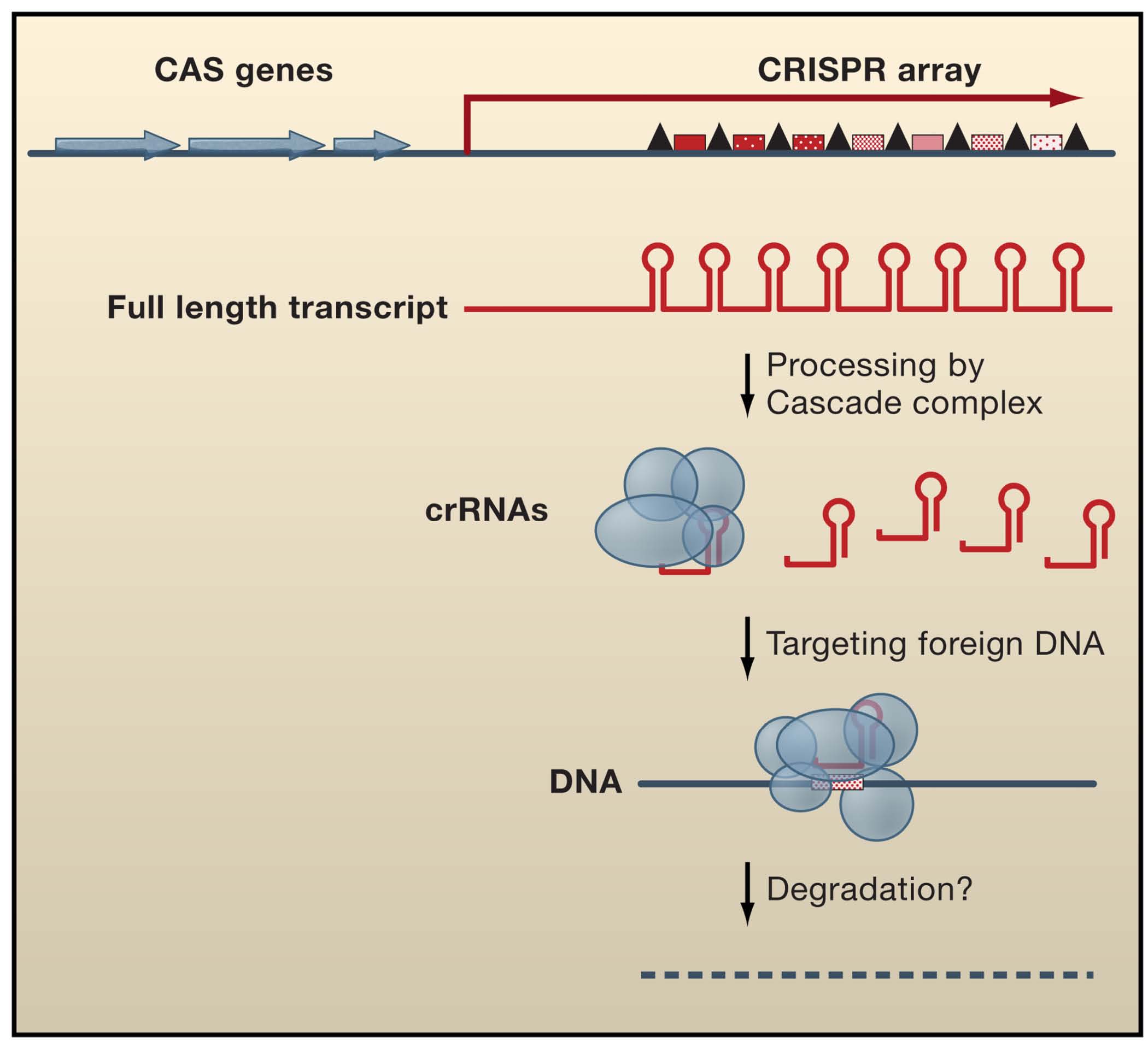 CRISPR RNA