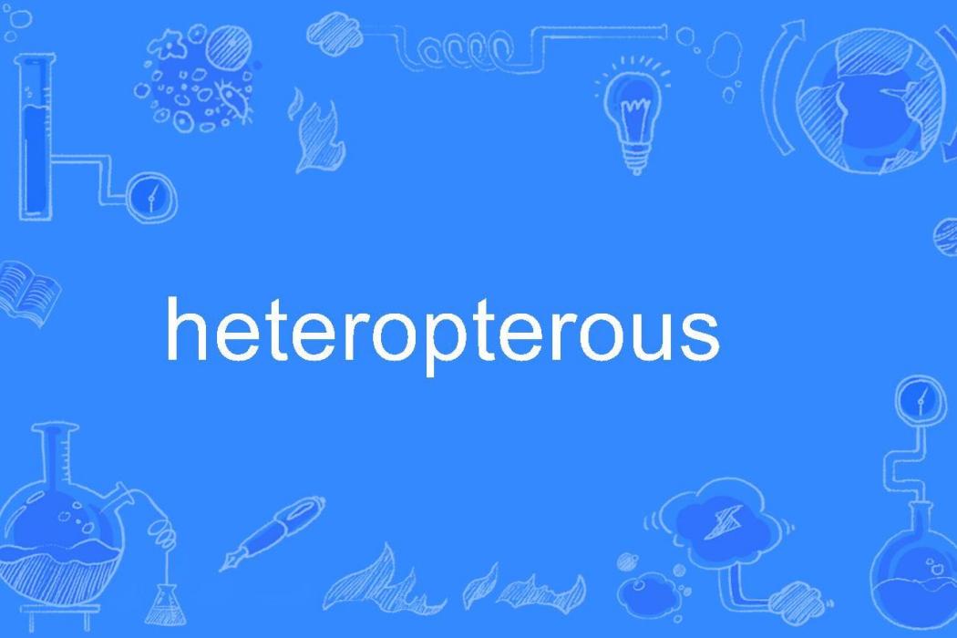 heteropterous heteropterous