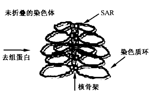 染色質環 染色質環
