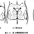 臀部
