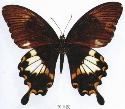 寬頻鳳蝶東部亞種--雌（反面）