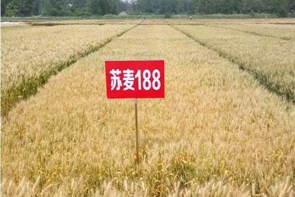 蘇麥188 蘇麥188