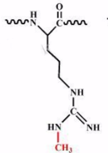Arg蛋白酶