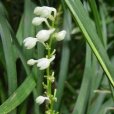 花葶烏閒 花葶烏閒