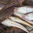 箭頭魚 箭頭魚