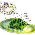 葉綠體基質 葉綠體基質