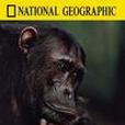 [國家地理雜誌，頂級野生動物電影集05] 黑猩猩