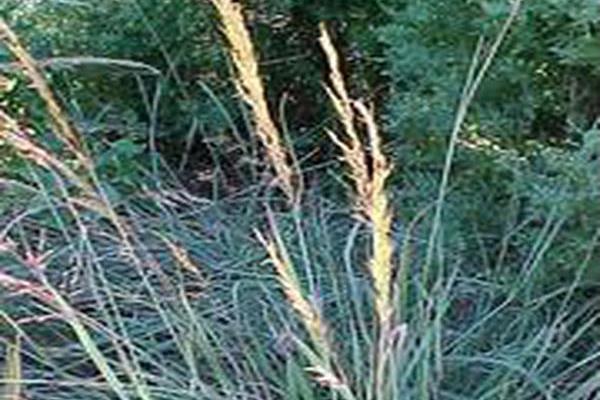 Sorghastrum nutans \x27Indian Steel\x27 Sorghastrum nutans \x27Indian Steel\x27