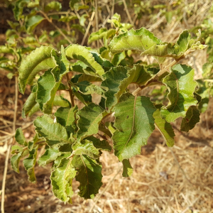 Schinus latifolia