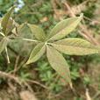 擬黃荊 擬黃荊