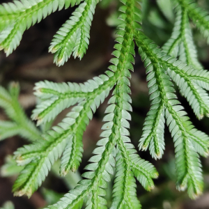Selaginella fruticulosa