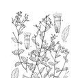 武都蕘花 武都蕘花