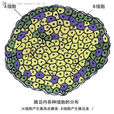 胰島細胞